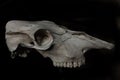 Side view of a bull skull on a black background