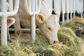 White cow in a stable eating organic hay at dairy farm Royalty Free Stock Photo