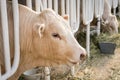 White cow in a stable eating organic hay at dairy farm Royalty Free Stock Photo