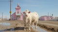 A white cow standing in a puddle of mud. AI. Royalty Free Stock Photo