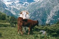 White cow stands in the mountain valley at snowy peaks background with little calf Royalty Free Stock Photo