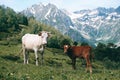 White cow stands in the mountain valley at snowy peaks background with little calf Royalty Free Stock Photo