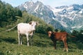 White cow stands in the mountain valley at snowy peaks background with little calf Royalty Free Stock Photo