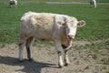 white cow staring at camera . angry bull paparazzi foto . scottish steer beef with light coat on a pasture field in england . Royalty Free Stock Photo