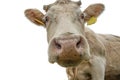 White cow staring at the camera, nose or snout close-up, isolated animal, copy space Royalty Free Stock Photo