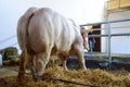 White cow tethered in the barn,standing and moving tail Royalty Free Stock Photo