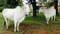 White cow in Thailand