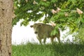 A white cow under a chestnut tree in springtime in holland
