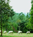 White cows eat on the green field of grass surrounded by trees Royalty Free Stock Photo