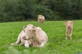 White cows family looking at camera. Two adult cows and white calf at green pasture. Herd of white chipped cows. Breeding control.