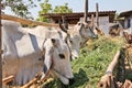 White Cows in feeding place