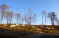 White cows in the field of farm in Latvia, early spring morning sunrise. White cows grazing on farmland at the trees Royalty Free Stock Photo