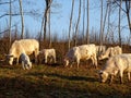 White cows in the field of farm in Latvia, early spring morning sunrise. White cows grazing on farmland at the trees Royalty Free Stock Photo