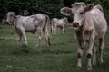 White cows on a field on a nite day in summer