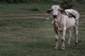 White cows on a field on a nite day in summer