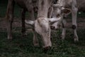 White cows on a field on a nite day in summer