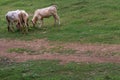 White cows on a field on a nite day in summer