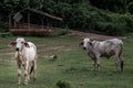 White cows on a field on a nite day in summer