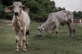 White cows on a field on a nite day in summer