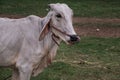 White cows on a field on a nite day in summer