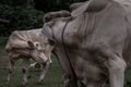 White cows on a field on a nite day in summer