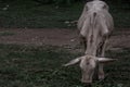 White cows on a field on a nite day in summer