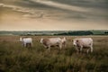 White cows graze peacefully in the tranquil fields of Westphalia