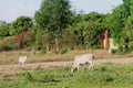 White cows grazing cattle countryside nature, Cambodia Royalty Free Stock Photo