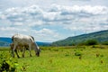 White cows on green alpine meadow.  Mountains with wind turbine on background Royalty Free Stock Photo