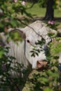 White cows head in the bushes Royalty Free Stock Photo