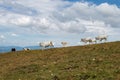 White cows with horns, flowery meadow and blue sky. Grazing cows in the mountains. Herds reared naturally and organically. Cows