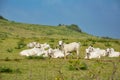 White cows with long horns grazing in the grass on the green prairies and fields Royalty Free Stock Photo