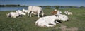 White cows near river Lek in holland on sunny spring day with blue sky Royalty Free Stock Photo