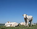 White cows near river Lek in hollandon sunny spring day with blue sky Royalty Free Stock Photo