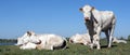 White cows near river Lek in hollandon sunny spring day with blue sky Royalty Free Stock Photo