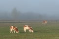 A white cows with orange spots grazes dewy grass on a pasture lit by the early morning sun during a foggy morning