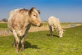 White cows in the springtime in Twiske recreation area