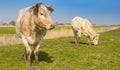 White cows in the springtime in Twiske recreation area Royalty Free Stock Photo