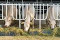 White cows in a stable eating organic hay at dairy farm Royalty Free Stock Photo