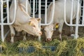 White cows in a stable eating organic hay at dairy farm Royalty Free Stock Photo