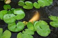 White Coy Fish In A Pond With Lily Pads Royalty Free Stock Photo