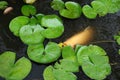 White Coy Fish In A Pond With Lily Pads Royalty Free Stock Photo