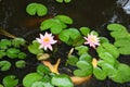 White Coy Fish In A Pond With Lily Pads Royalty Free Stock Photo
