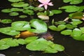 White Coy Fish In A Pond With Lily Pads Royalty Free Stock Photo