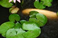 White Coy Fish In A Pond With Lily Pads Royalty Free Stock Photo