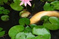 White Coy Fish In A Pond With Lily Pads Royalty Free Stock Photo