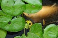 White Coy Fish In A Pond With Lily Pads Royalty Free Stock Photo