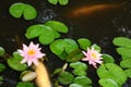 White Coy Fish In A Pond With Lily Pads Royalty Free Stock Photo