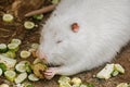 White coypu Myocastor coypus