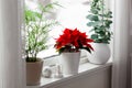 White cozy window arrangement, winter christmas concept, red poinsettia flower Royalty Free Stock Photo